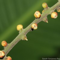 Aphanamixis polystachya (Wall.) R.Parker